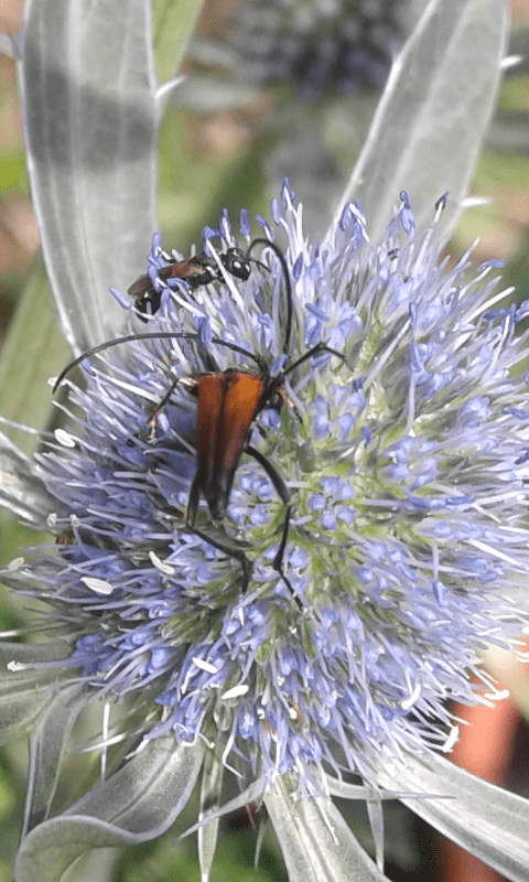 Cerambycidae: maschio di Stenurella melanura